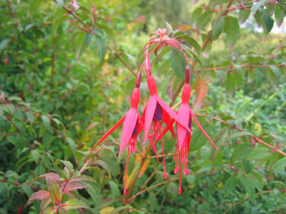 Fuchsia magellanica (Fuchsie)